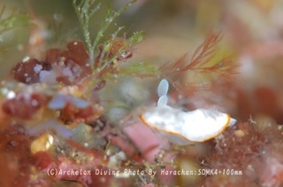 240502-har-01bonbori.jpg