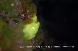 240502-har-02kaeru.jpg