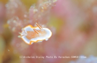 240502-har-03kyara.jpg