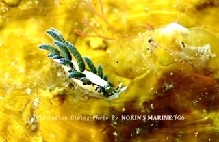 240502-norin-03baronia.jpg