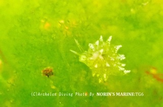 240502-norin-04midori.jpg