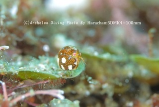240503-har-04taru.jpg