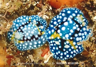 240503-norin-03shimohuri.jpg