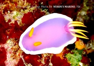 240503-norin-04kaguya.jpg