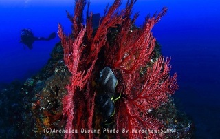 240504-har-03yuzen.jpg