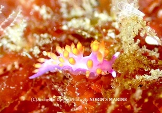 240504-norin-02ruuju.jpg