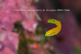 240505-har-01kitune.jpg