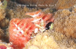 240505-kiyo-02bera.jpg