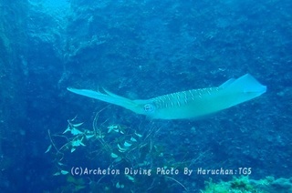 240506-haru-01ika.jpg