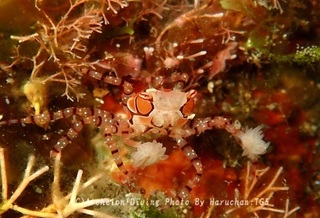 240506-haru-02kinchau.jpg
