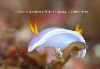 240511-kazm-03kaguya01.jpg