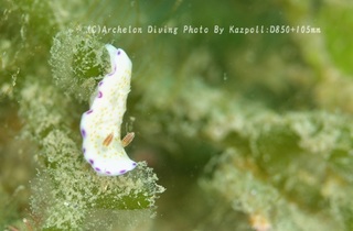 240514-kaz-02himekomon.jpg
