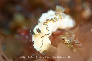 240518-mei-01sukihoha.jpg