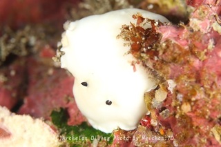 240518-mei-04yukidama.jpg