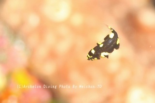 240519-mei-05kesagake.jpg