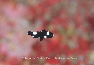 240601-nanachan-02sumituki.jpg