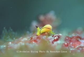 240601-nanachan-03kuroheri.jpg