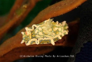240602-ari-02toumon.jpg