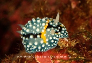 240602-ari-03shimo.jpg