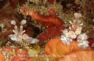 240608-asanm-02huris.jpg
