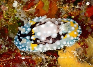 240608-asanm-04shimohuri.jpg