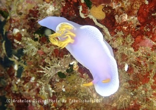 240608-take-02shinderera.jpg