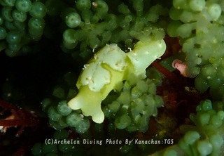 240621-kana-05kabira.jpg