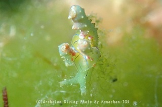 240621-kana-07hurisode.jpg