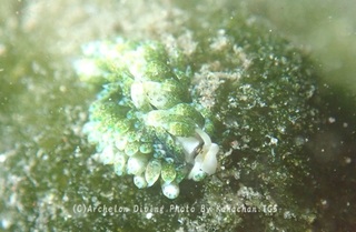 240622-kana-03neonmo.jpg