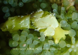 240623-kana-09kabira.jpg