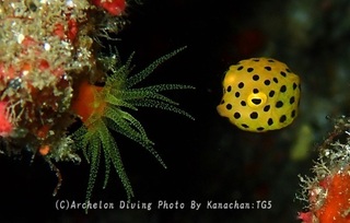 240623-kana-12hako.jpg