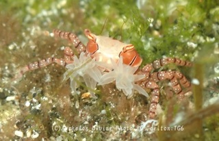240626-ide-04kinchaku.jpg
