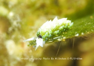 240704-milk-07neonmo.jpg