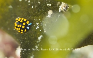 240705-milk-04tentou.jpg
