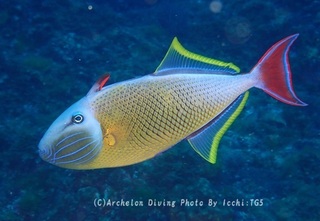 240706-ichi-02naemmon.jpg