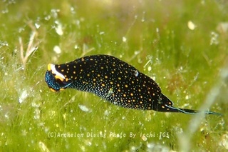 240706-ichi-03ohaguro.jpg