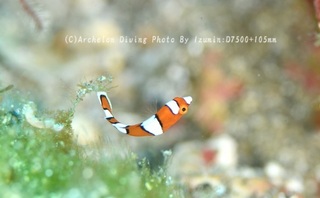 240706-izm-03tuyu.jpg