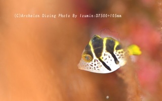 240706-izm-04nokogiri.jpg