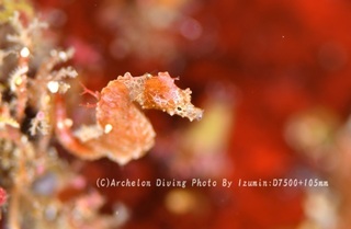 240706-izm-07pigmi.jpg