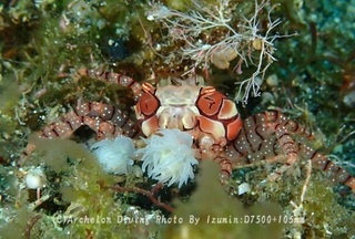 240707-ichi-01kincha.jpg
