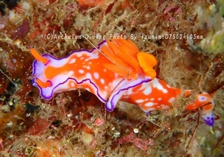 240707-ichi-04nishiki.jpg