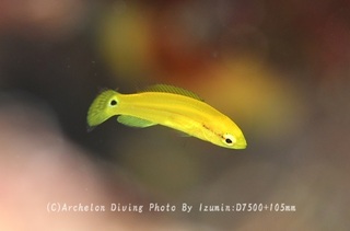 240707-izm-03hutahoshi.jpg