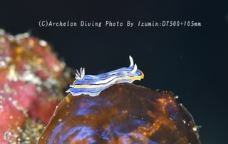 240707-izm-04kongasuri.jpg
