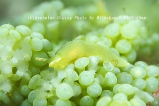 240707-milk-04nagisa.jpg