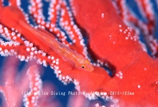 240712-kuma-02haze.jpg