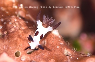 240712-kuma-03panda.jpg