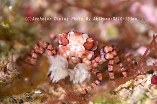 240712-kuma-04kinchaku.jpg