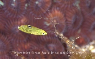 240712-kuma-08kogane.jpg