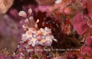 240713-kuma-04huri.jpg