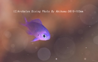 240714-kuma-01shirobo.jpg